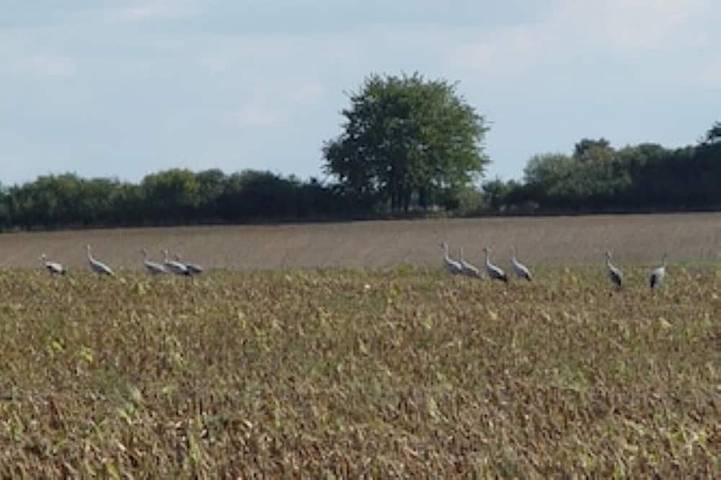 Bauernhof für 6 Personen, mit Garten, mit Haustier an der Müritz - 4