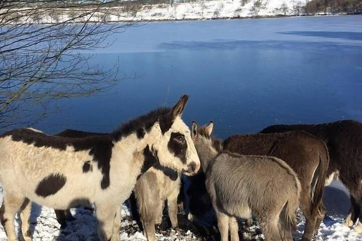 Ferienhaus für 11 Personen in Udler