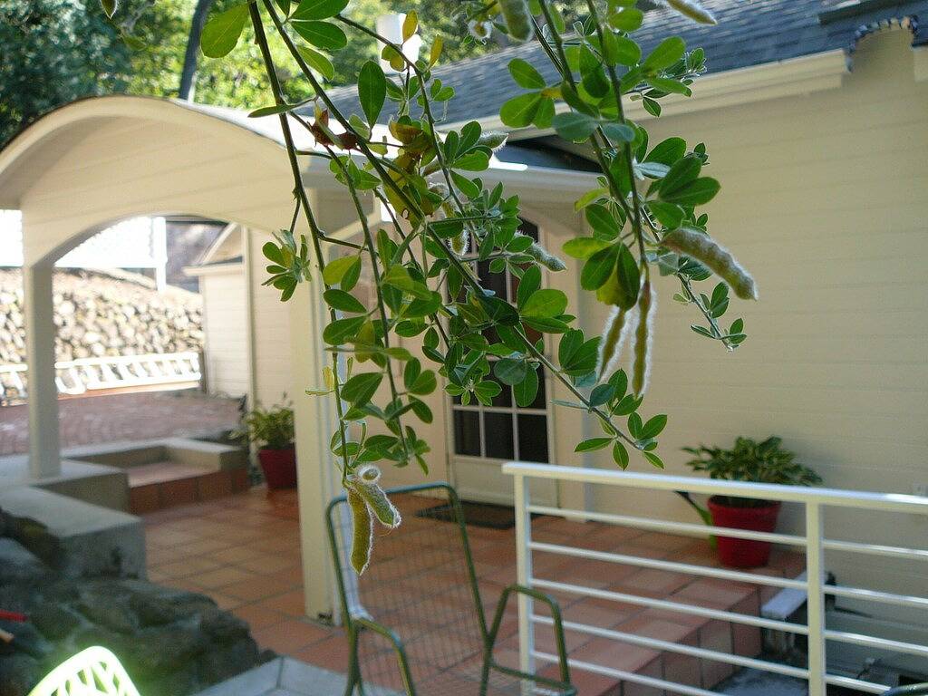 Ganze Wohnung, Schöne, stilvoll eingerichtete Orinda Duplex. In der Nähe von San Francisco / Berkeley / Oakland in Orinda, Contra Costa County