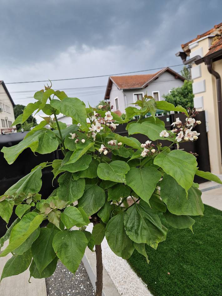 Ferienhaus für 8 Personen mit Garten in Жагубица, Bezirk Braničevo