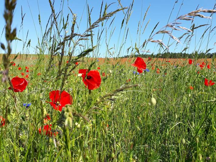 Ganze Ferienwohnung, Kamminke, Hofschaft am Haff - Hofschaft am Haff in Kamminke, Usedom