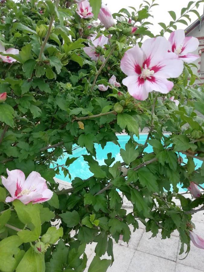 Location de vacances pour 2 personnes, avec piscine et jardin à Montceau-les-Mines - 4