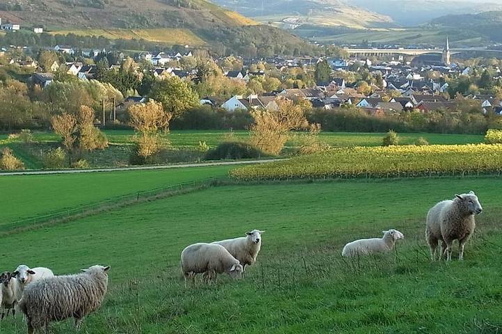 Ferienwohnung für 2 Personen, mit Balkon in Schweich - 2