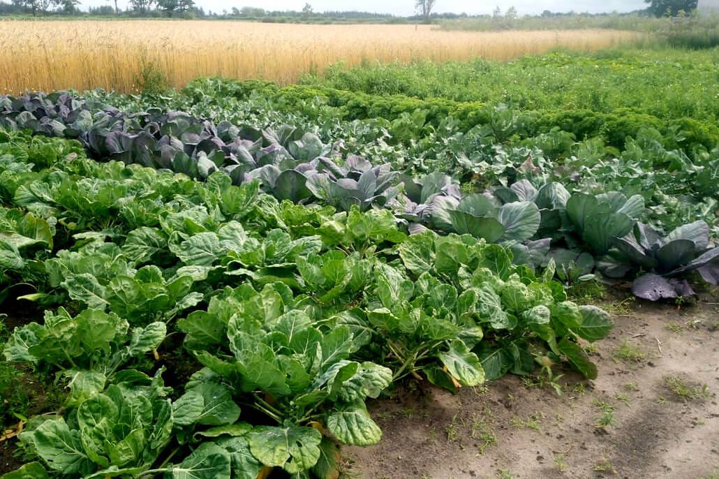Hof Margarethental - Ferienhaus in Goldelund, Grünes Binnenland