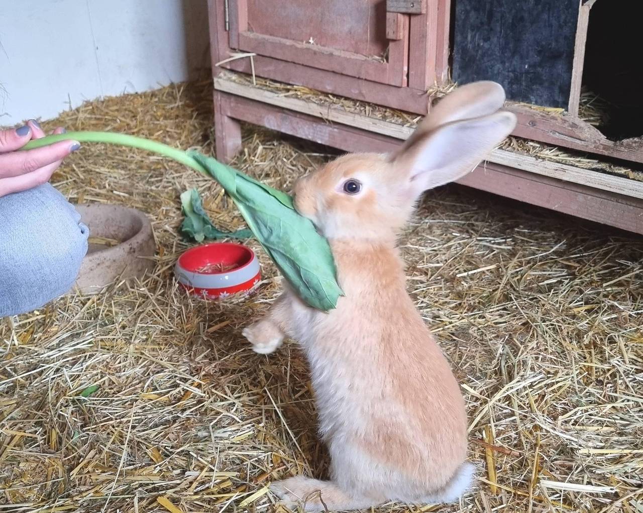 Hof Wesselmann - Kopie von holiday apartment "Gimbter Heide" in Greven, Llanura de Münster