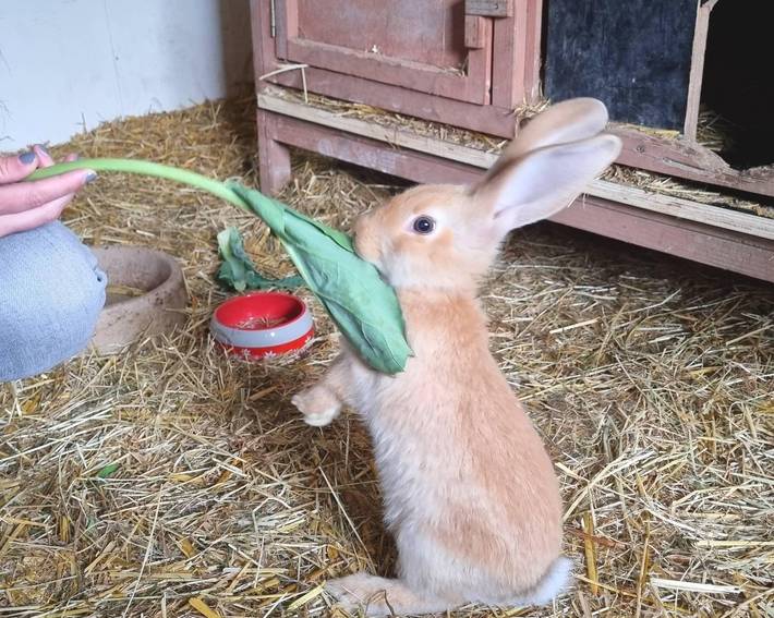 Ferienhaus für 3 Personen, mit Sauna und Garten sowie Terrasse im Münsterland - 3
