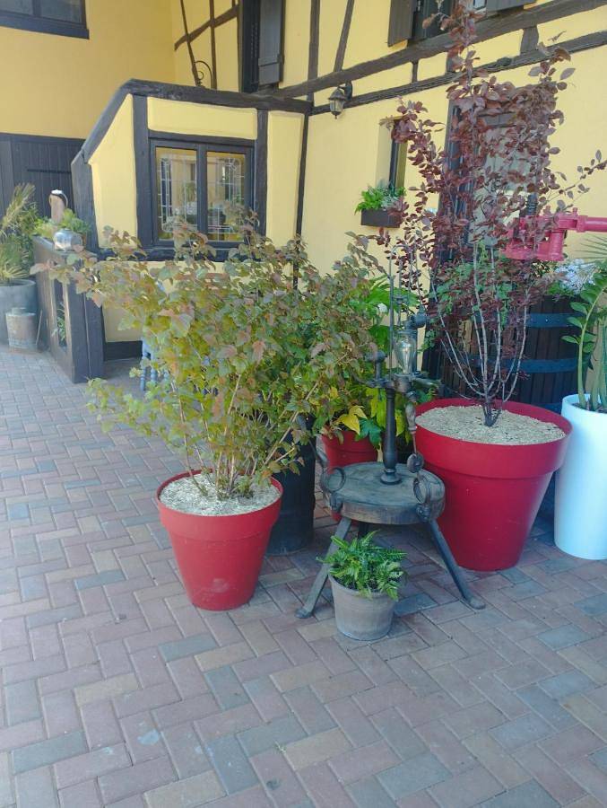 Gîte pour 2 personnes, avec jardin, animaux acceptés à Guémar - 3