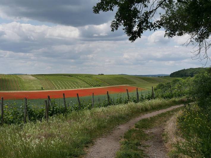 Ferienwohnung für 4 Personen, mit Terrasse und Garten in Rheinhessen - 4