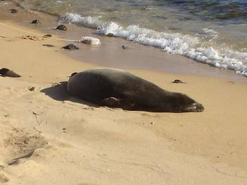 Beach Rental for 2 Guests in Koloa, Kauai, Picture 1