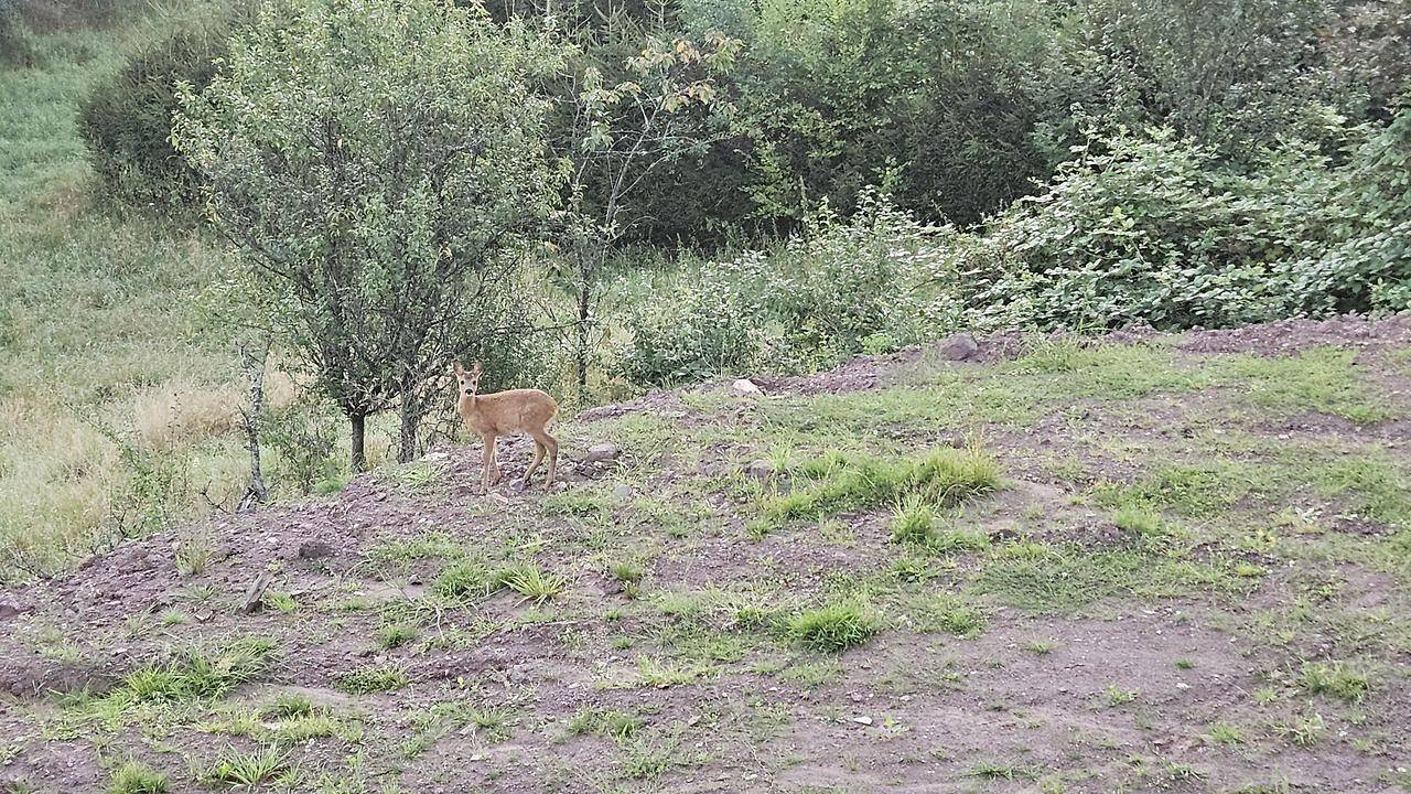 Ganze Ferienwohnung, Ferienwohnung für 4 Personen (65 m²) in Steinberg-Deckenhardt in Steinberg-Deckenhardt, Oberthal