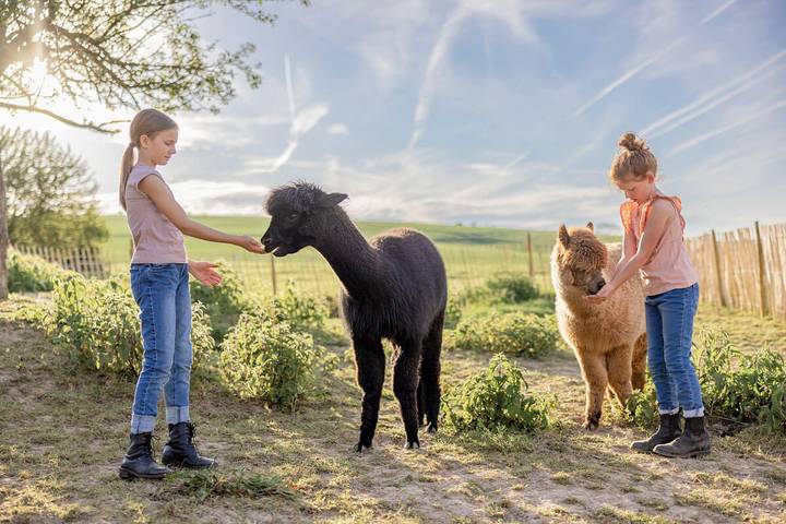 Ferienhaus für 6 Personen, mit Sauna und Garten sowie Pool, mit Haustier in Oberwesel - 3