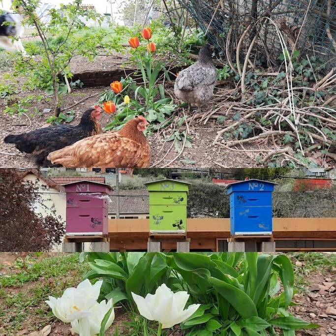 Location de vacances pour 5 personnes, avec terrasse et piscine à Dijon - 2