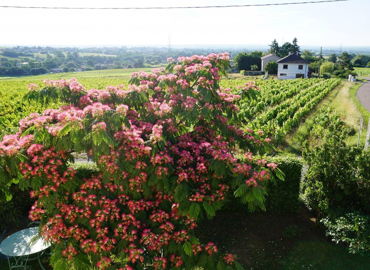 Gîte für 6 Personen mit Pool in La Chapelle-de-Guinchay, Beaujolais