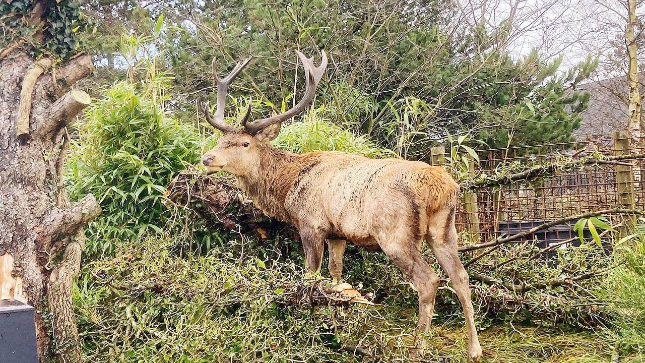Ferienhaus für 2 Personen (32 m²) in Vejers Strand in Vejers Strand, Varde