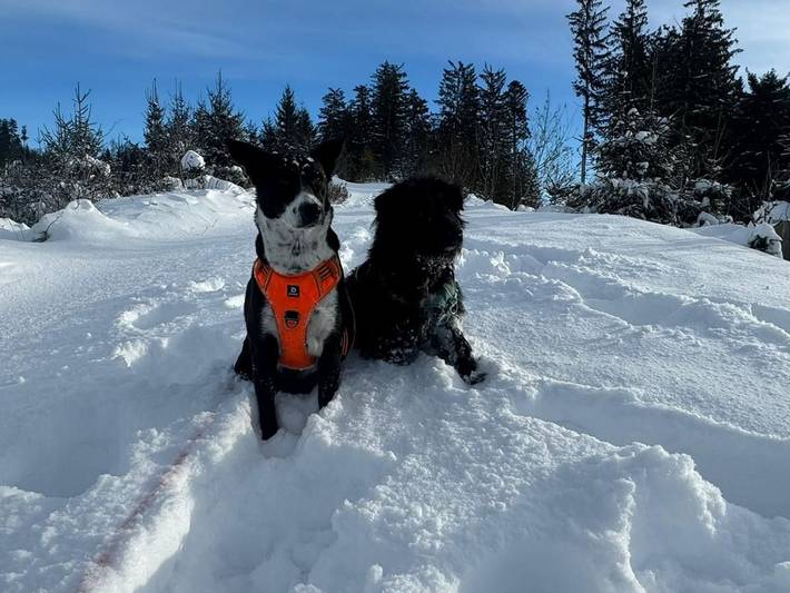 Ferienwohnung für 5 Personen, mit Garten, kinderfreundlich in Weitnau - 2