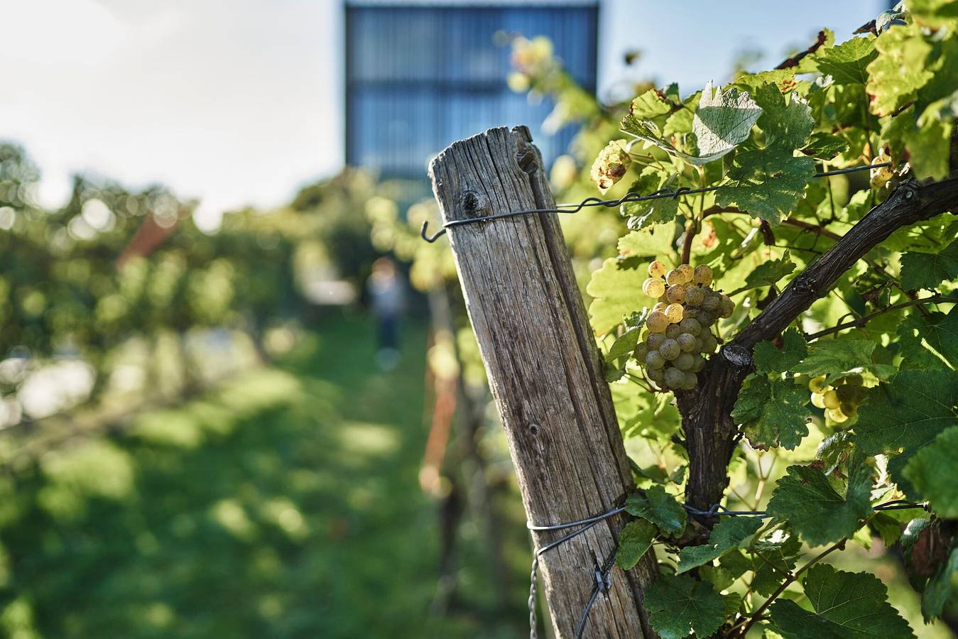 Accogliente pensione nella "Weingut am Stein" con terrazza e vista sui vigneti in Wurzburg, Regione vinicola della Franconia
