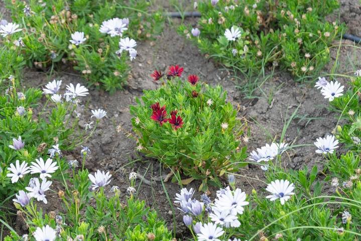 Gîte pour 2 personnes, avec vue ainsi que terrasse et jardin, animaux acceptés à Bova Marina - 4