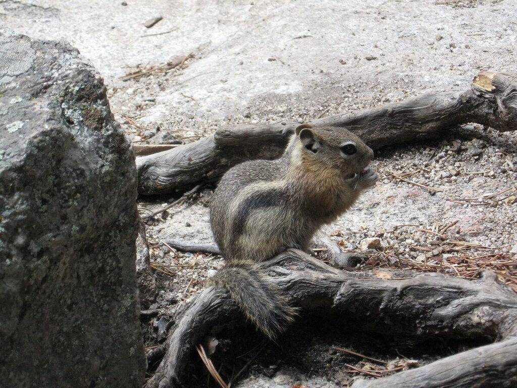 Ganze Wohnung, Downtown Loft mit Balkon, gegenüber dem Zusammenfluss des Flusses, zu Fuß zu Restaurants in Estes Park, Larimer County