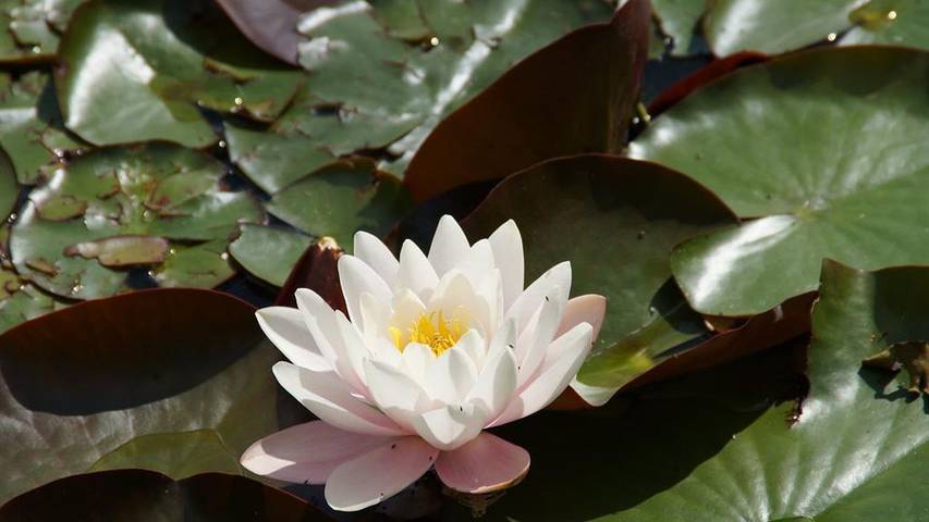 Ferienwohnung für 4 Personen, mit Garten und Terrasse sowie Sauna, mit Haustier im Stubaital - 4