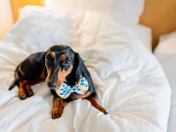 Hôtel pour 2 personnes, avec vue et terrasse à Le Pouzin - 4