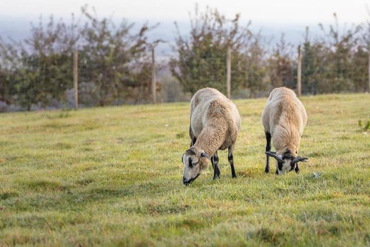 Maison d’hôte pour 5 personnes, avec vue ainsi que jardin et piscine, animaux acceptés dans le Pas-de-Calais - 2
