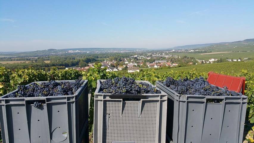 Chambre d’hôte pour 2 personnes, avec terrasse ainsi que jardin et vue dans Parc naturel régional de la Montagne de Reims - 4