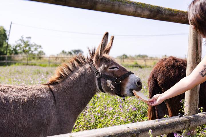 Casa rural para 3 personas, con vistas además de piscina y jardín en Cataluña - 4
