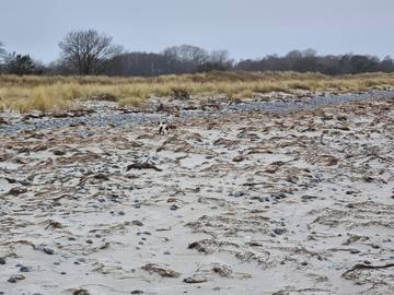 Ferieudlejning til 8 Personer i Ulvshale, Møn, Billede 3