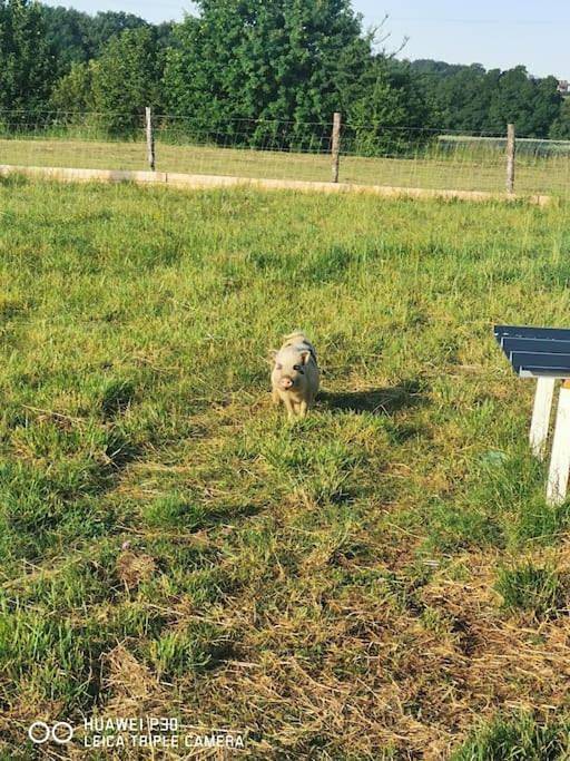 Location de vacances pour 6 personnes, avec piscine ainsi que jardin et vue, adapté aux familles à Charras (homonymie) - 3
