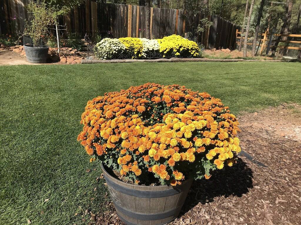 Ganze Wohnung, New In Strawberry, das perfekte Paar Retreat - Emmas Loft in Strawberry, Gila County