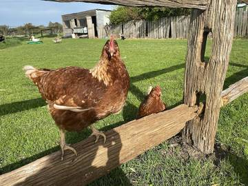 Bed And Breakfasts for 4 Guests in Shire of Wellington, Victoria, Picture 3
