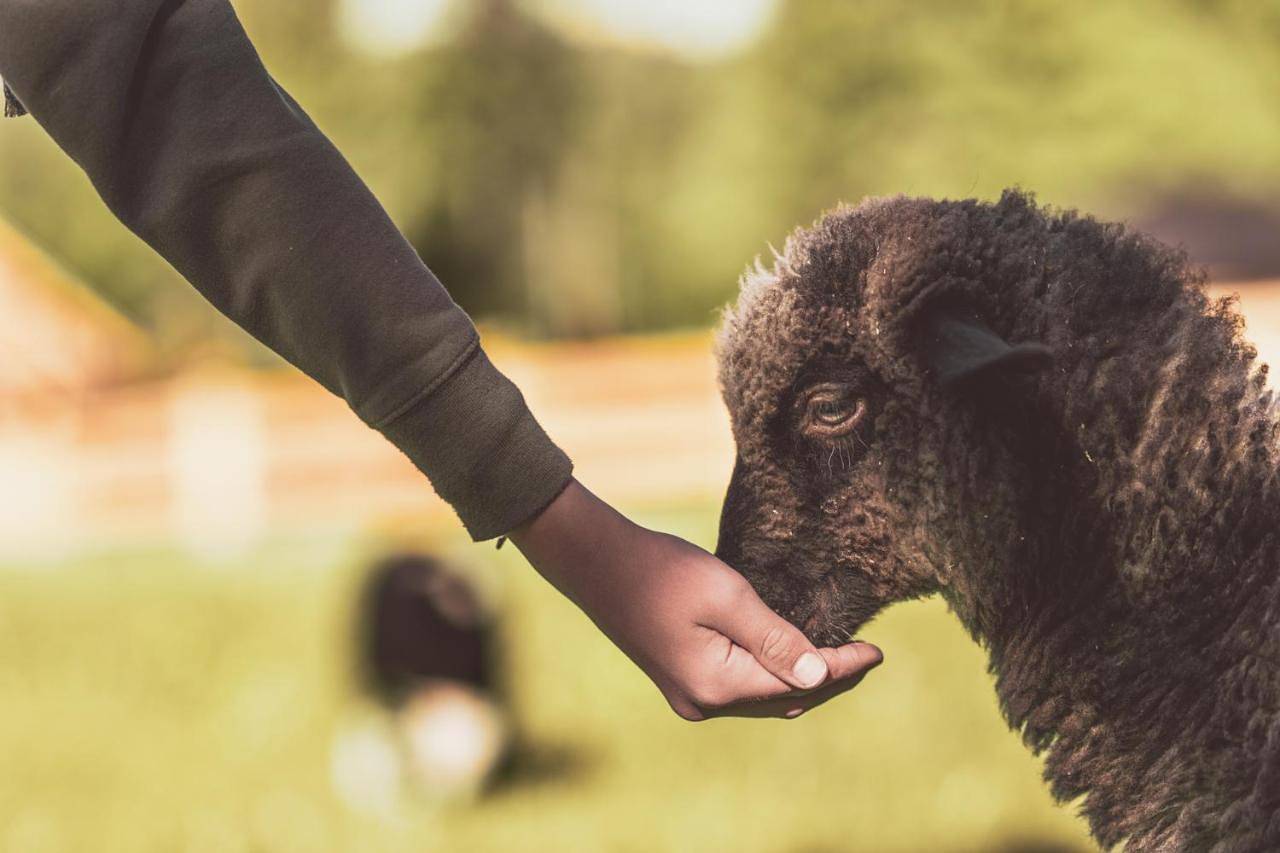 Domki na Stecówce in Istebna, Karpaty (Polska)