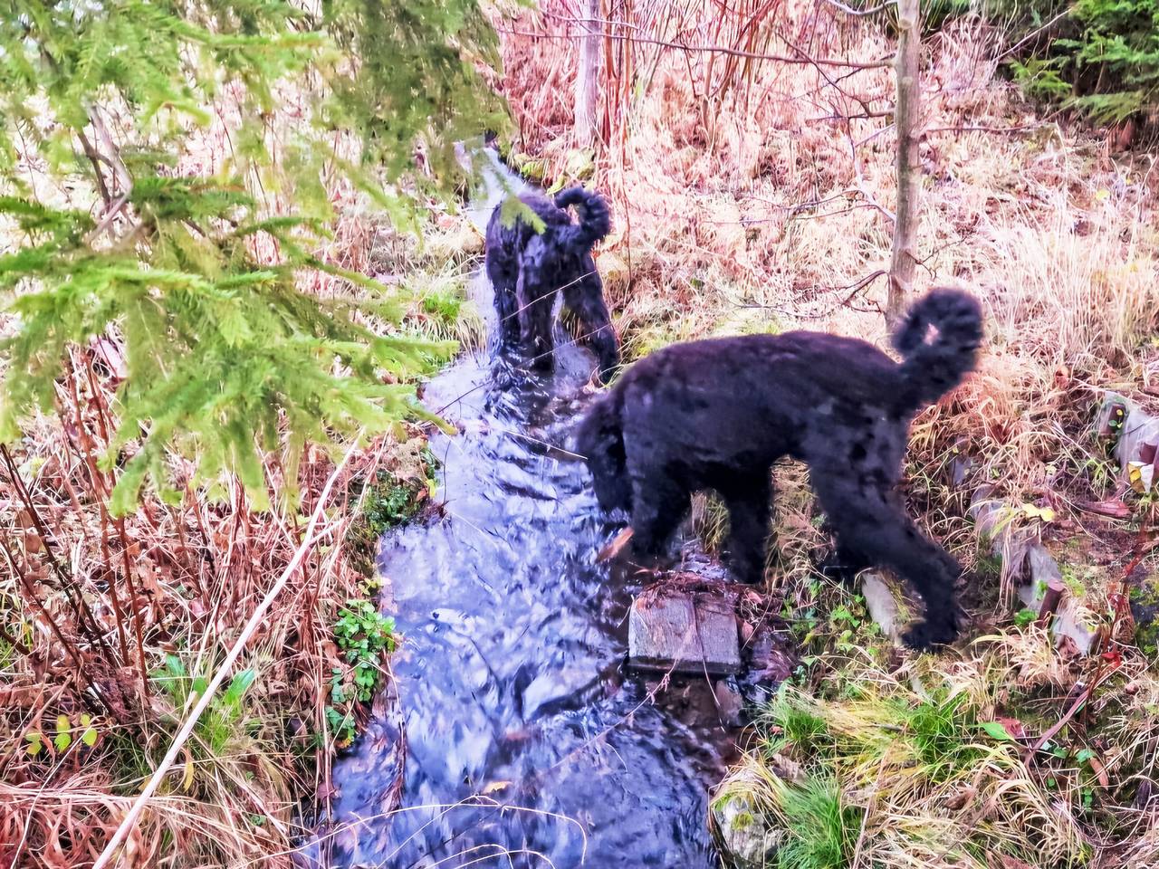 Zita in Thale, Harzvorland