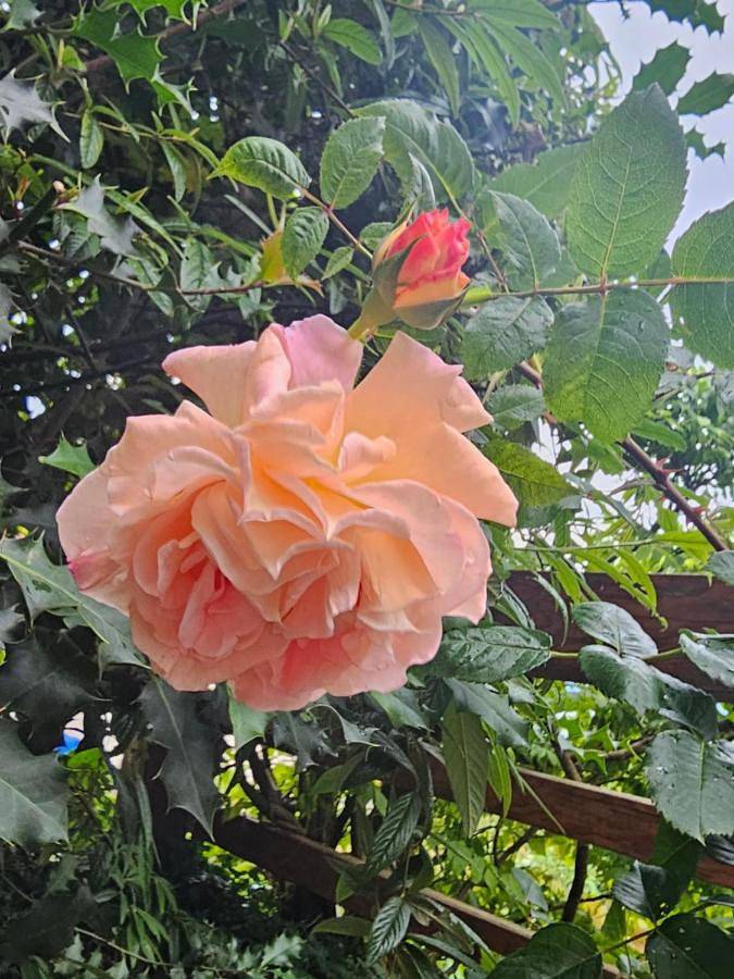 Gîte pour 6 personnes, avec vue sur le lac ainsi que jardin et vue, animaux acceptés à Montreux - 3