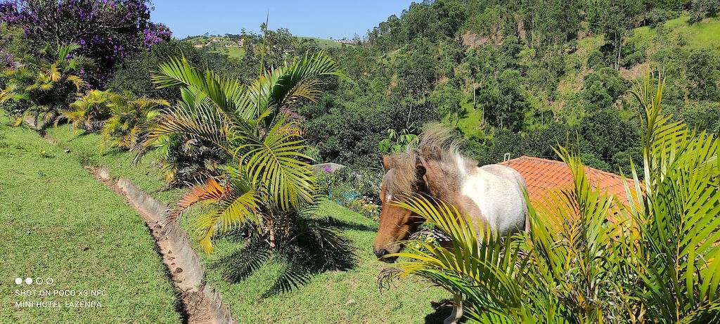Mini Farm Hotel mit Ponys Vögel beheizter Pool Spielzimmer Wifi Kabelfernsehen in Campo Limpo Paulista, São Paulo (Bundesstaat)