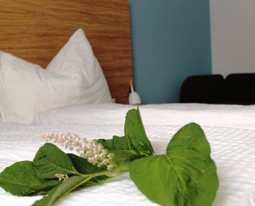 Ganze Ferienwohnung, Ferienwohnung für 3 Personen mit Pool in Gols, Neusiedlersee-Hügelland