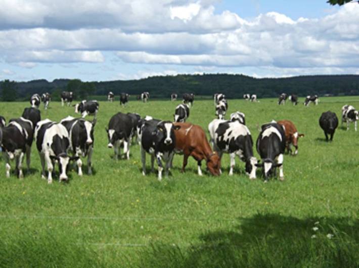 Ferienhaus für 2 Personen, mit Terrasse und Garten in Halmstad - 4