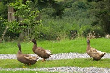 Cottage for 5 People in County Wicklow, Photo 4