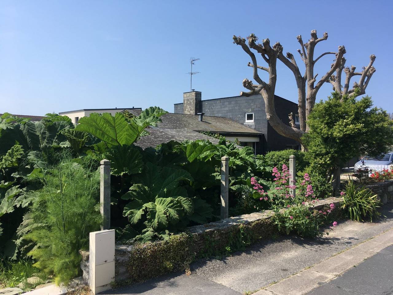 Chambre d'hôtes Les Gunneras - Chambre in La Hague, Côte de la Déroute