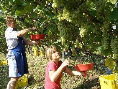 Ganze Ferienwohnung, Kerschbamerhof Fewo Pink Lady mit Panoramablick in Kurtatsch an der Weinstraße, Nonsberggruppe