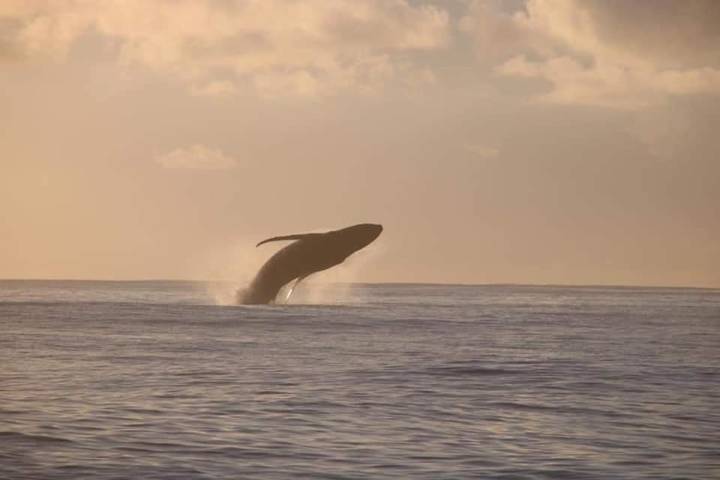 Chambre d’hôte pour 2 personnes, avec jardin et vue dans Huahine - 4