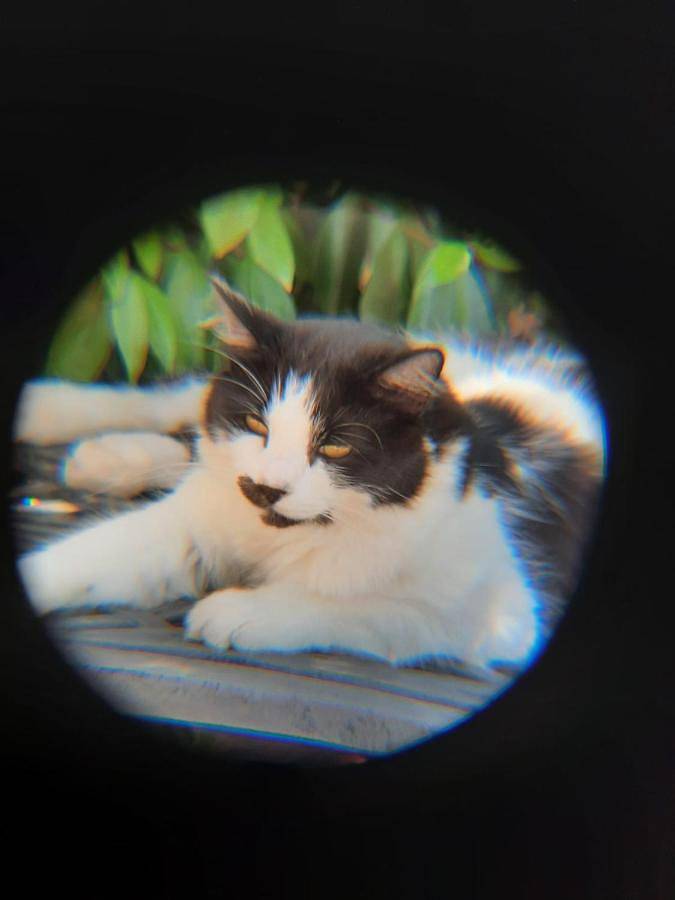 Gîte pour 6 personnes, avec vue et jardin à Roccasecca - 3