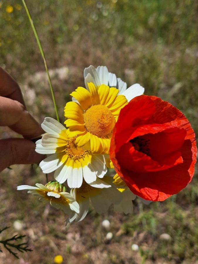 Casa de vacaciones para 17 personas, con terraza y piscina, Se admiten mascotas en Córdoba - 3