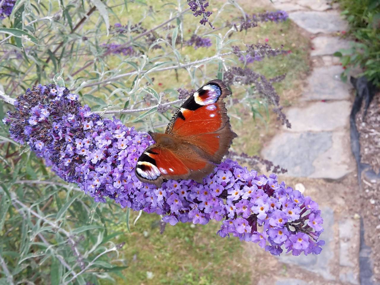 Amselnest in Bromskirchen, Waldecker Land