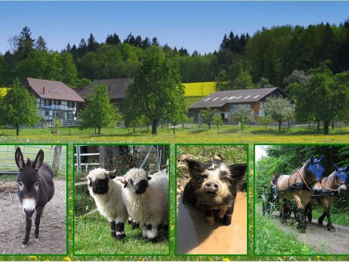 Bauernhof für 6 Personen, mit Garten im Thurgau