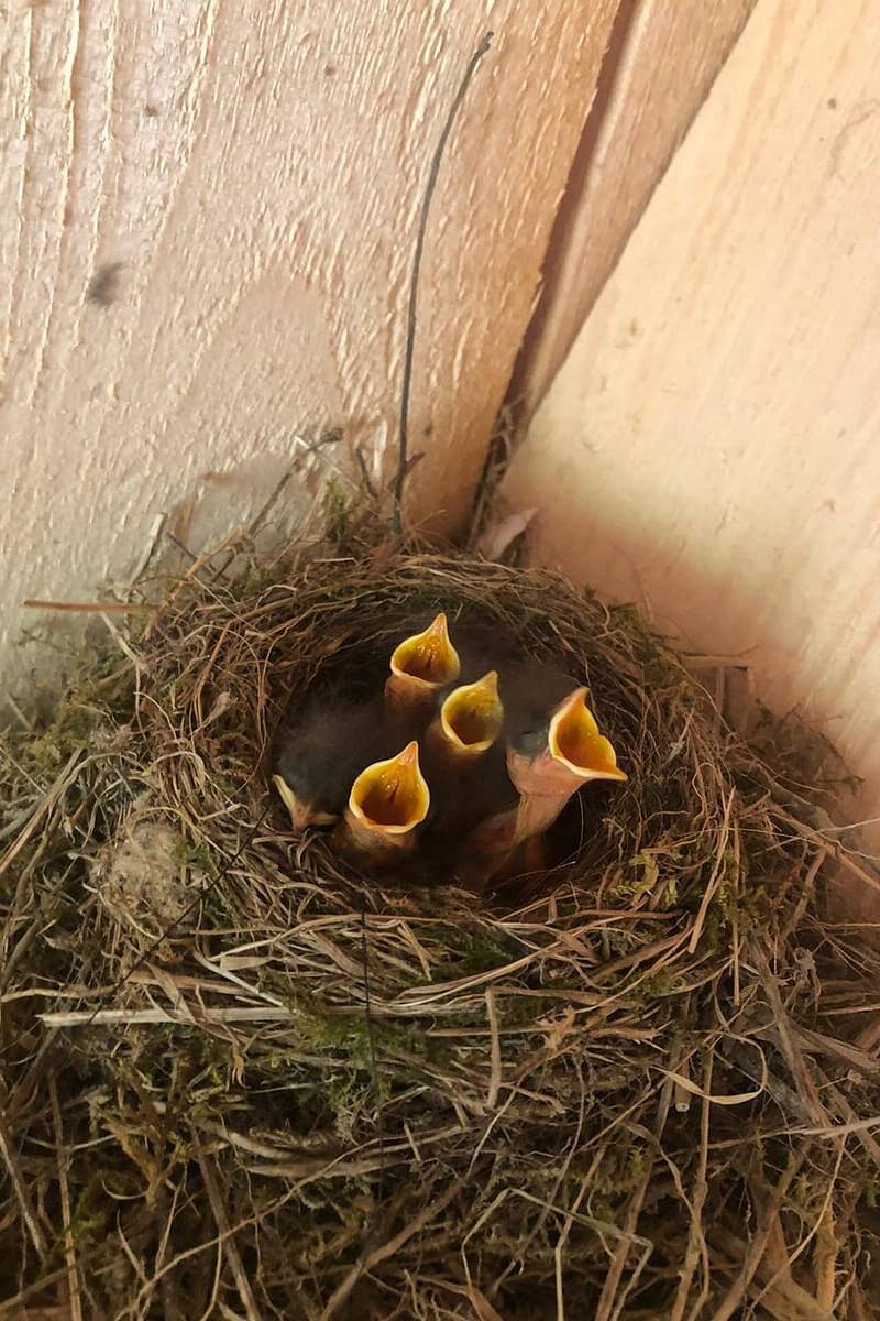 Panoramahof Bergglück - Sunnseitn in Mellau, Bregenzerwald