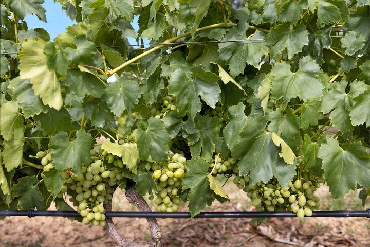 Casa rural para 3 personas, con jardín en Lisboa y alrededores - 4