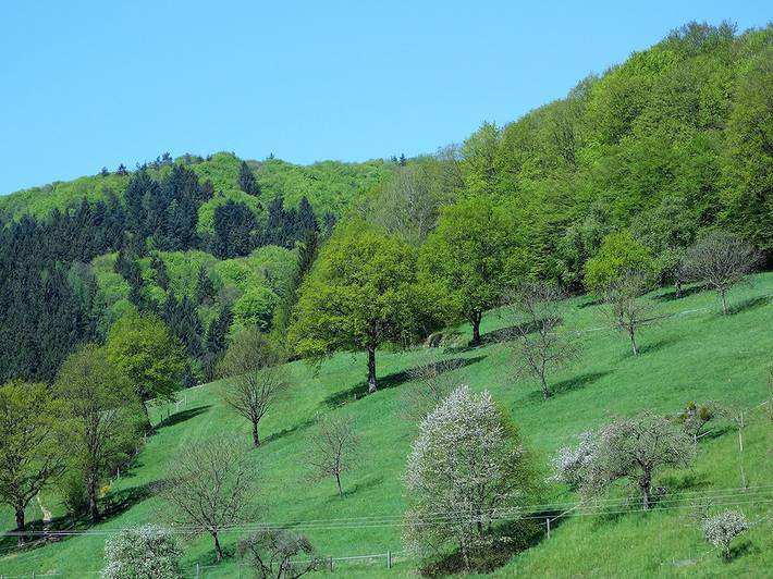 Ganze Ferienwohnung, Ferienwohnungen Braun - Ferienwohnung "Rebbergblick" in Seelbach, Mittlerer Schwarzwald