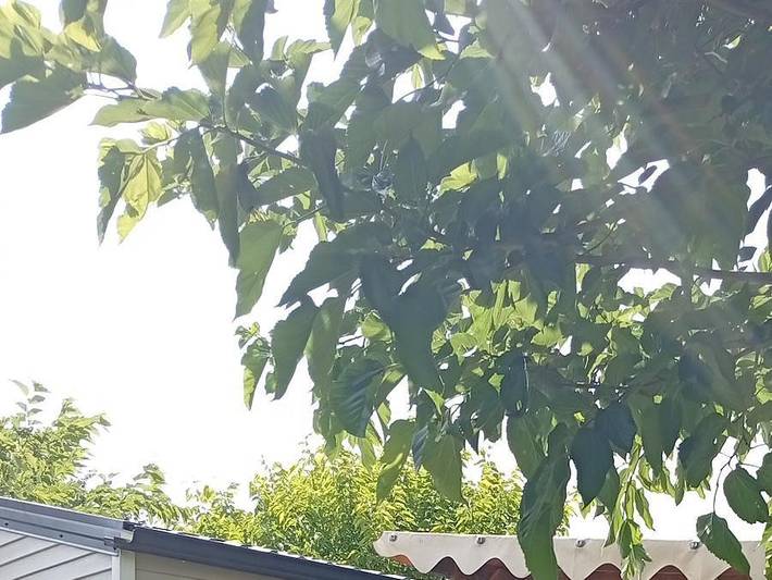 Camping pour 4 personnes, avec terrasse et bassin pour enfant, animaux acceptés dans la Loire - 3