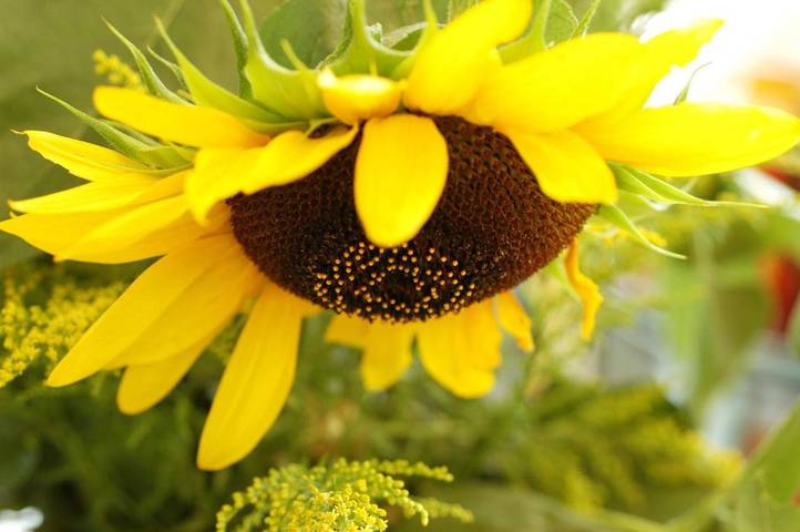 BnB für 2 Personen, mit Garten und Ausblick, mit Haustier in Südtirol - 4